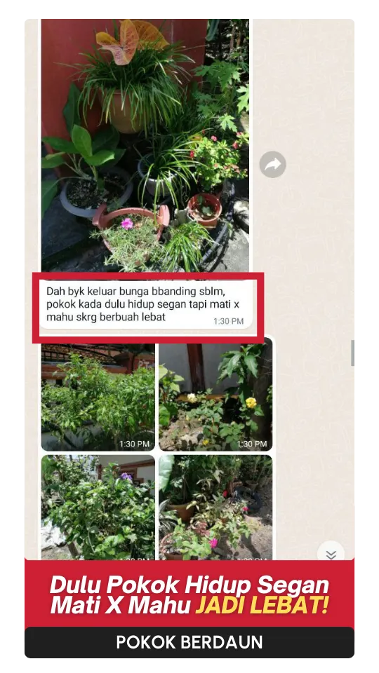 Testimoni-Daun-1.webp