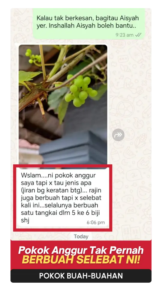 Testimoni-Buah-1.webp